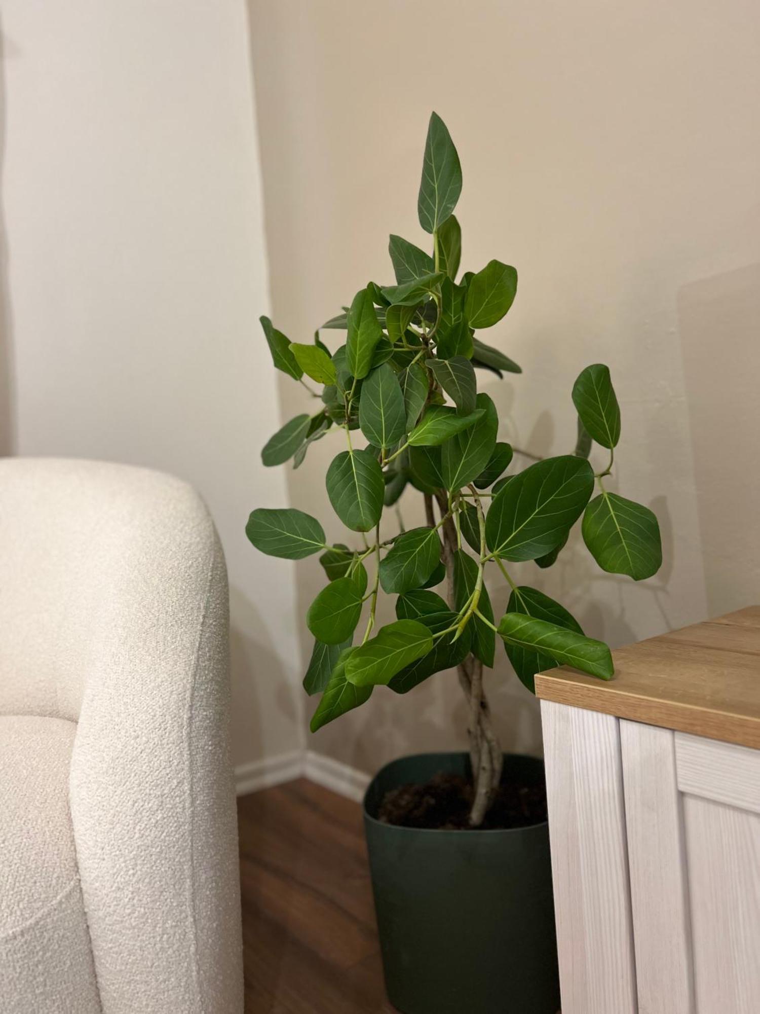 Boho Cane Apartment Тирана Екстериор снимка